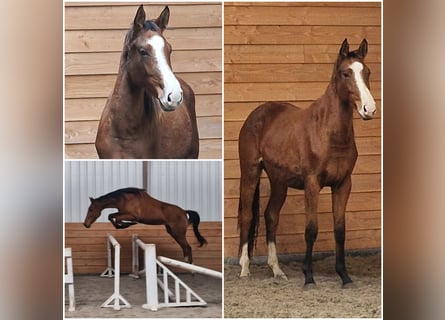 Studbook européen anglo, Jument, 2 Ans