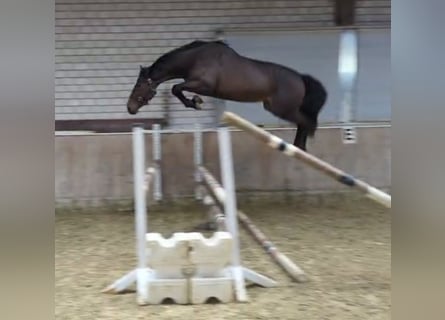 Studbook européen anglo, Jument, 3 Ans, 168 cm, Bai