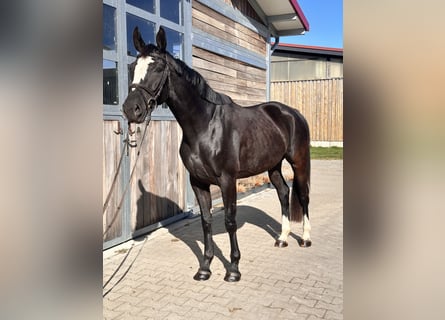 Studbook européen anglo, Jument, 4 Ans, 164 cm, Noir