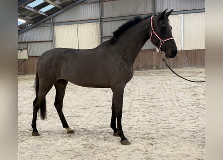 Studbook européen anglo, Jument, 4 Ans, 169 cm, Bai brun foncé