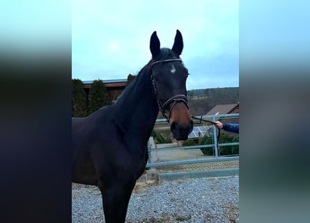 Studbook européen anglo, Jument, 4 Ans, 170 cm, Bai brun