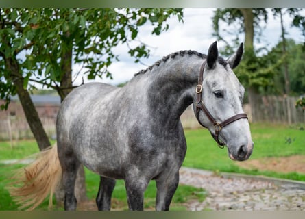 Studbook européen anglo, Jument, 4 Ans, 170 cm, Gris