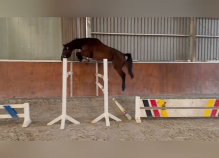 Studbook européen anglo, Jument, 4 Ans, 174 cm, Bai brun