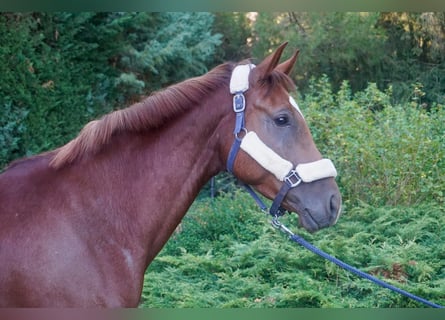 Studbook européen anglo, Jument, 5 Ans, 163 cm, Alezan