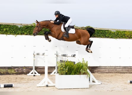 Studbook européen anglo, Jument, 5 Ans, 164 cm, Bai