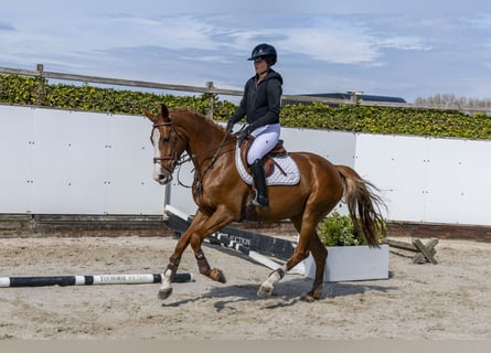 Studbook européen anglo, Jument, 5 Ans, 166 cm, Alezan