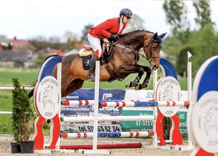 Studbook européen anglo, Jument, 5 Ans, 169 cm, Bai brun