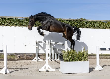 Studbook européen anglo, Jument, 5 Ans, 170 cm, Bai brun