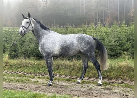 Studbook européen anglo, Jument, 5 Ans, 173 cm, Gris