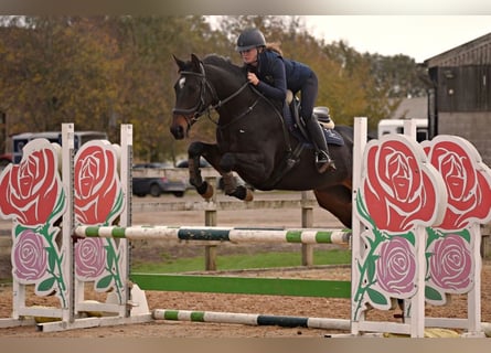 Studbook européen anglo, Jument, 6 Ans, 160 cm, Bai cerise