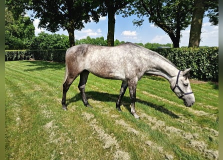 Studbook européen anglo, Jument, 6 Ans, 164 cm