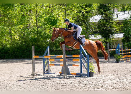 Studbook européen anglo, Jument, 6 Ans, 165 cm, Alezan
