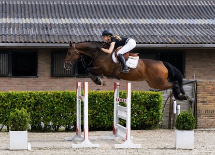 Studbook européen anglo, Jument, 6 Ans, 167 cm, Bai