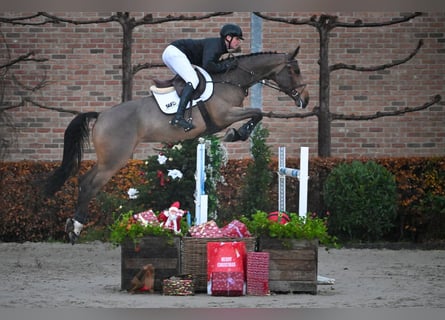 Studbook européen anglo, Jument, 6 Ans, 174 cm, Bai