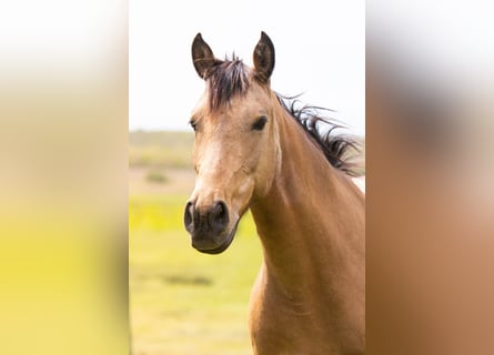 Studbook européen anglo, Jument, 7 Ans, 148 cm, Isabelle