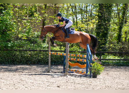 Studbook européen anglo, Jument, 7 Ans, 165 cm, Bai