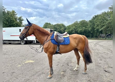 Studbook européen anglo, Jument, 7 Ans, 167 cm, Alezan