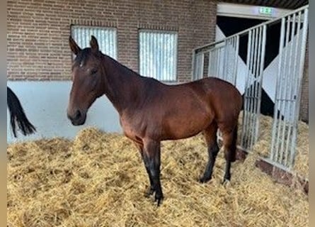 Studbook européen anglo, Jument, 9 Ans, Bai brun