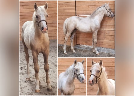 Studbook européen anglo, Jument, Poulain (05/2025), Palomino