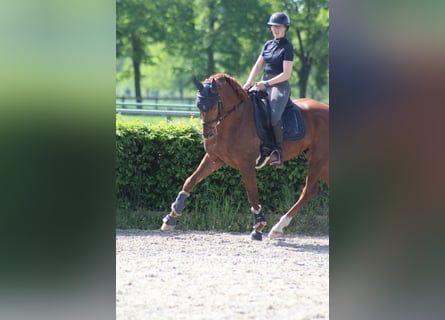 SUCHE Dressurpferd zur Verfügung 