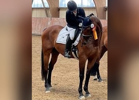 Suche Reitbeteilgung Dressurpferd / zur Verfügung Stall gebunden  