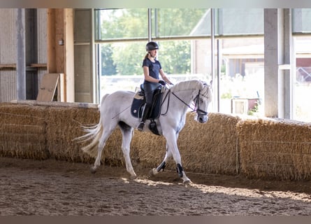 Suche Reitbeteiligung auf Dressurpferd!