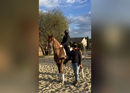 Suchen Reitbeteiligung