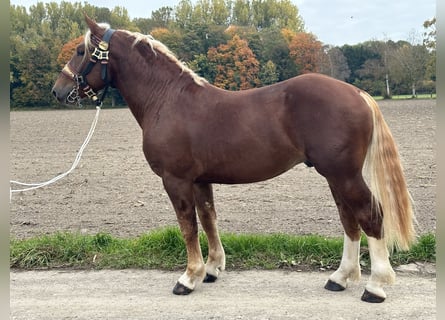 Süddeutsches Kaltblut, Castrone, 3 Anni, 164 cm, Sauro scuro