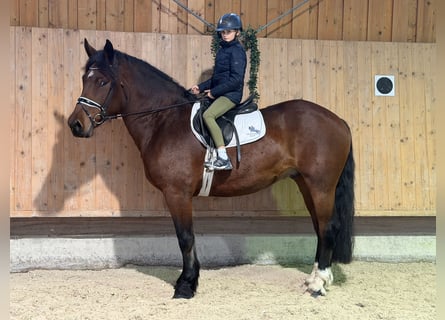 Süddeutsches Kaltblut, Castrone, 6 Anni, 164 cm, Baio