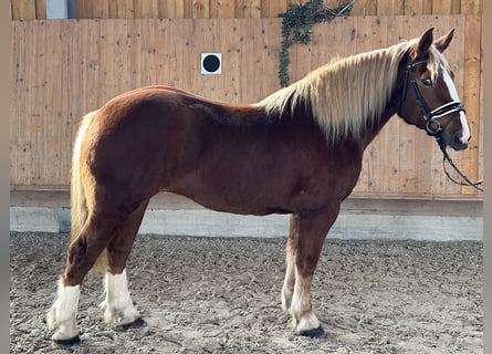 Süddeutsches Kaltblut, Giumenta, 4 Anni, 158 cm, Sauro