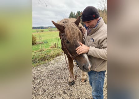 Süddeutsches Kaltblut, Hengst, 18 Jahre