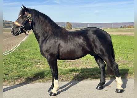 Süddeutsches Kaltblut, Wallach, 2 Jahre, 164 cm, Rappe