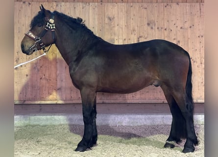 Süddeutsches Kaltblut, Wallach, 2 Jahre, 165 cm, Brauner