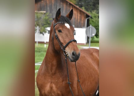 Süddeutsches Kaltblut, Wallach, 4 Jahre, 168 cm, Brauner