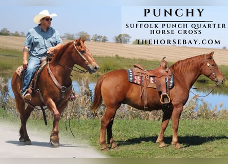 Suffolk, Gelding, 7 years, 15 hh, Sorrel