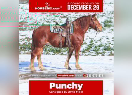 Suffolk Punch, Ruin, 8 Jaar, 168 cm, Vos