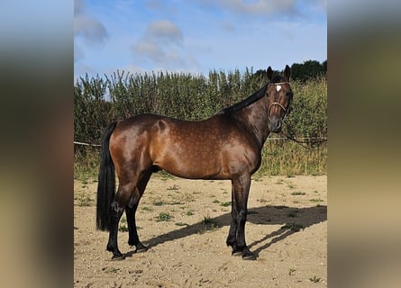 Svedese da Sella Mix, Castrone, 10 Anni, 162 cm, Baio scuro