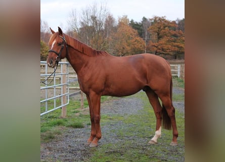 Svedese da Sella, Castrone, 4 Anni, 163 cm, Sauro scuro