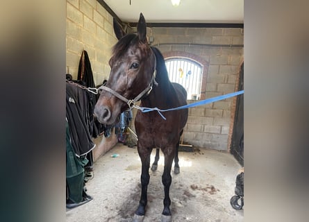 Svedese da Sella Mix, Castrone, 5 Anni, 165 cm, Baio scuro