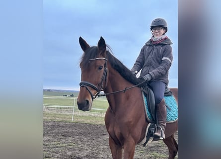 Svedese da Sella Mix, Giumenta, 10 Anni, 165 cm, Baio