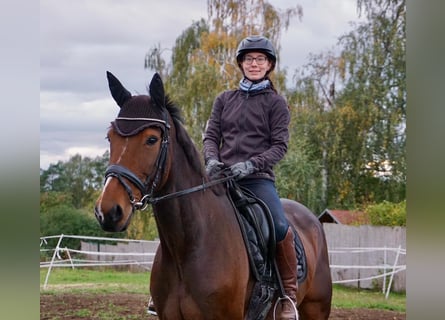 Svedese da Sella Mix, Giumenta, 7 Anni, 160 cm, Baio scuro