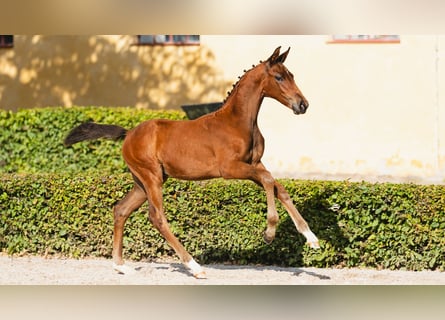 Svedese da Sella, Stallone, Puledri (05/2026), Baio