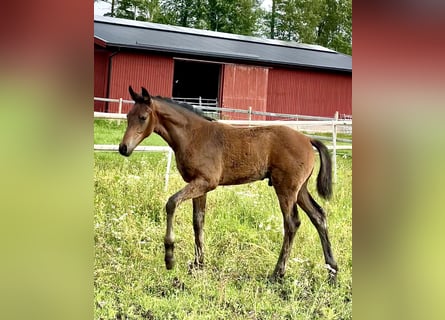 Svenskt varmblod, Hingst, Föl (05/2023), 170 cm, Brun