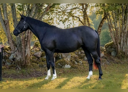 Svenskt varmblod, Sto, 2 år, 168 cm, Black