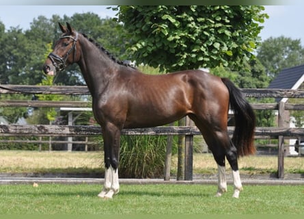 Schwedisches Warmblut, Stute, 3 Jahre, 155 cm, Dunkelbrauner