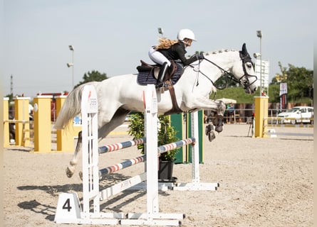 Swedish Warmblood, Gelding, 12 years, 16,1 hh, Gray