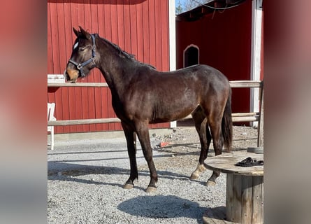 Swedish Warmblood, Gelding, 2 years, 16,2 hh, Bay-Dark
