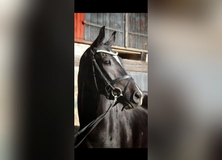 Schwedisches Warmblut, Wallach, 3 Jahre, 16,3 hh, Rappe