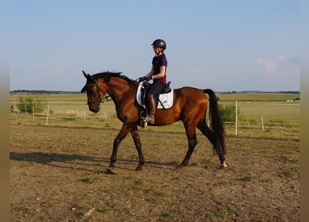 Swedish Warmblood Mix, Gelding, 4 years, 15,3 hh, Brown