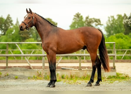 Swedish Warmblood, Gelding, 4 years, 16 hh, Bay